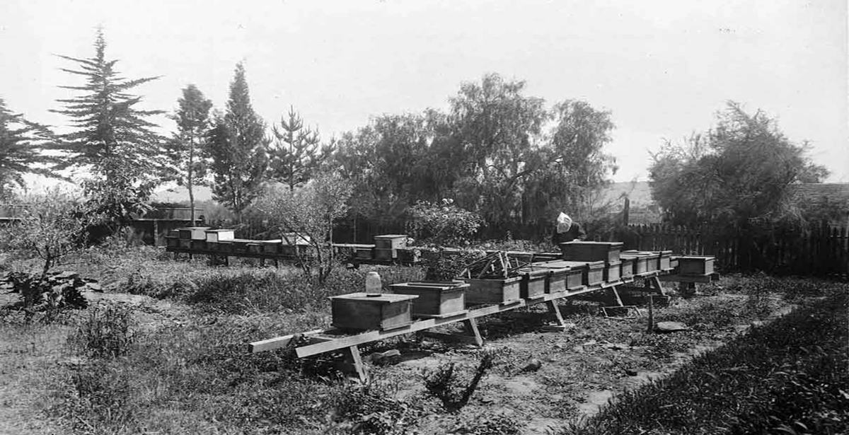 apiary
